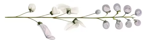 floral-2