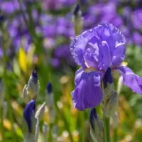 iris_pallida_aureovariegata Ungarische Schwertlilie gelb gestreift