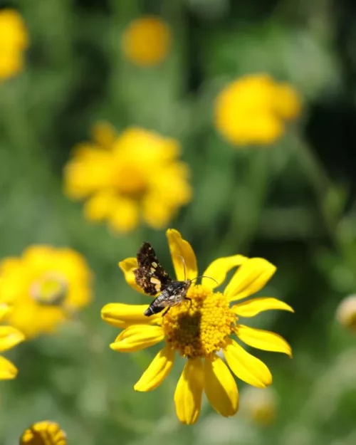 Eriophyllum lanatum - Wüsten-Goldaster