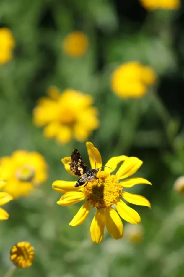 Eriophyllum lanatum - Wüsten-Goldaster