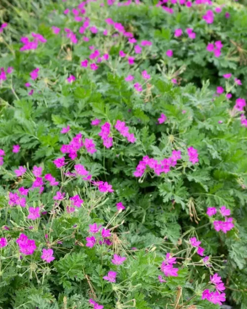 Erodium x hybridum, Reiherschnabel