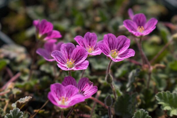 Erodium 'The Bishop', Reiherschnabel