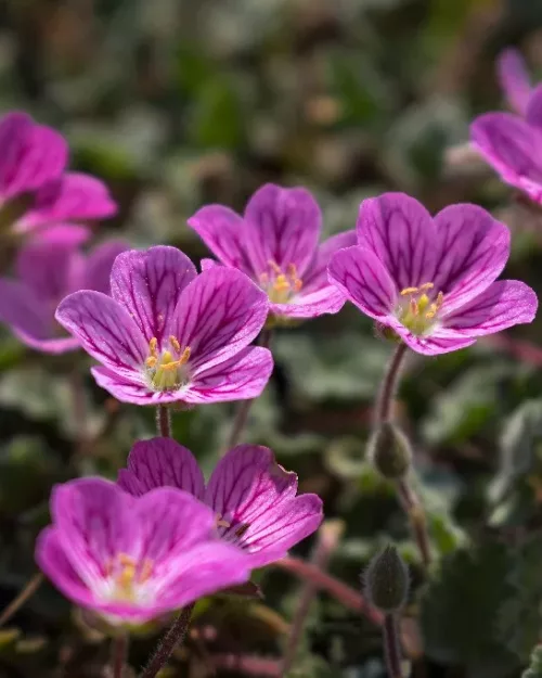 Erodium 'The Bishop', Reiherschnabel