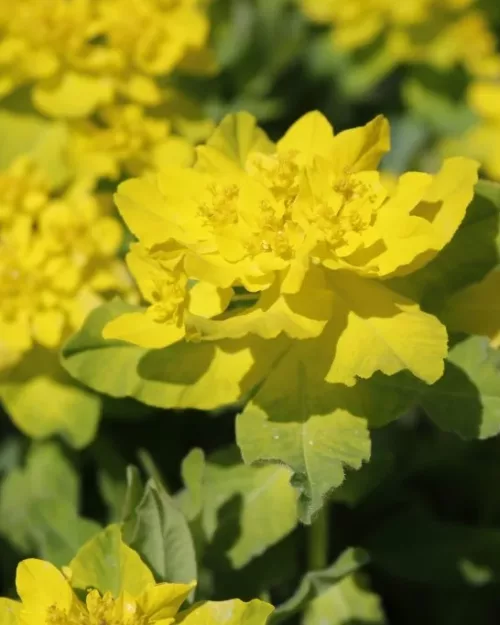 Euphorbia epithymoides (polychroma) - Gold-Wolfsmilch