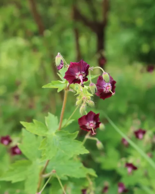 Geranium phaeum 'Samobor', Brauner Storchschnabel