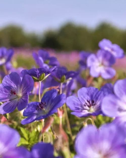 Geranium 'Rozanne', Storchschnabel