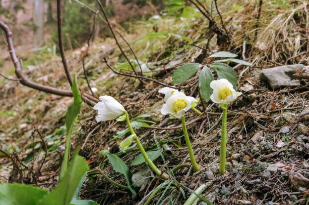 Helleborus niger, Schneerose, Lenzrose