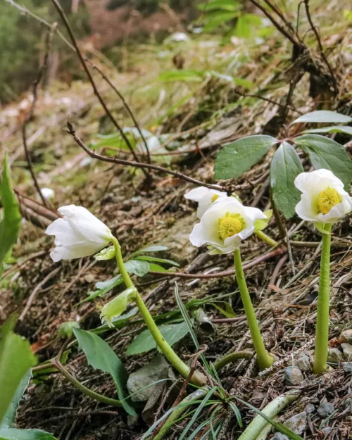 Helleborus niger, Schneerose, Lenzrose