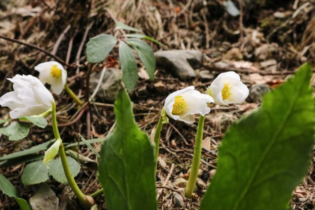 Helleborus niger, Schneerose, Lenzrose