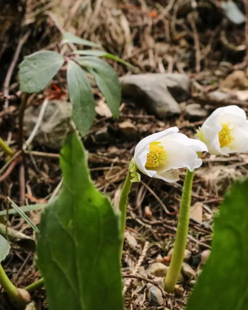 Helleborus niger, Schneerose, Lenzrose