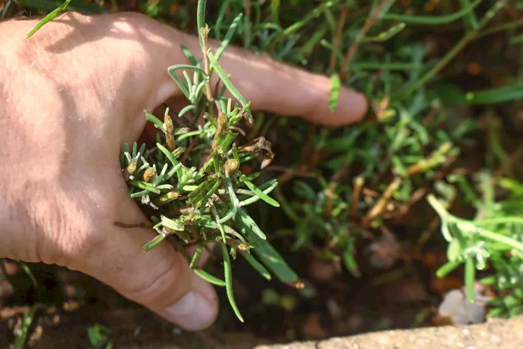 im Bueschel schneiden jpg webp Lavendel richtig schneiden