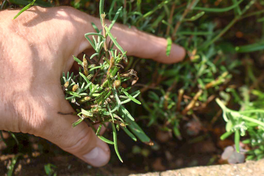 im Bueschel schneiden Lavendel richtig schneiden