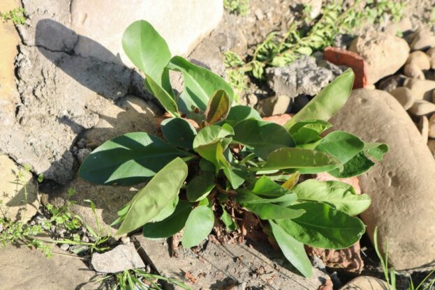 Limonium latifolium, Breitblättriger Strandflieder