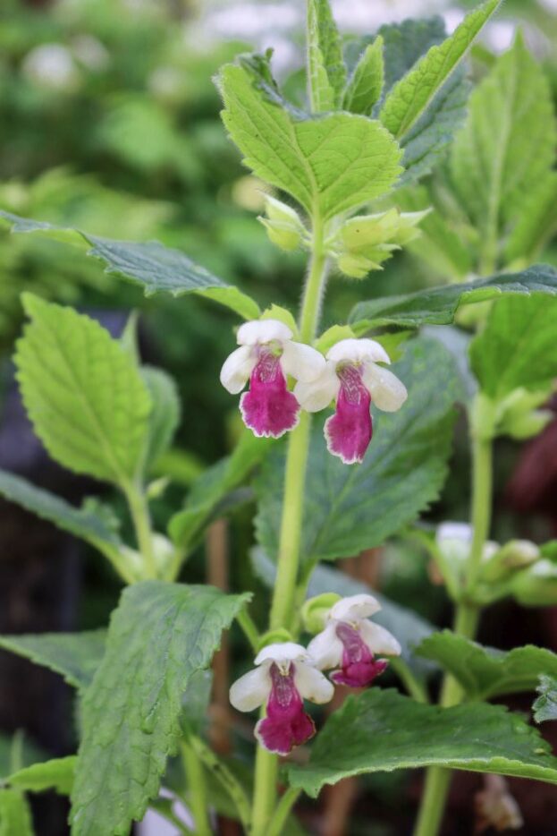 Melittis melissophyllum 'Royal Velvet Distinction', Immenblatt