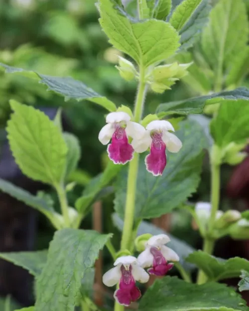 Melittis melissophyllum 'Royal Velvet Distinction', Immenblatt