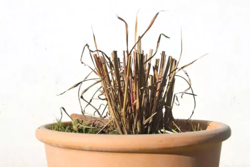 miscanthus Graeser Rueckschnitt Fruehjahr jpg Chinaschilf im Topf nach dem Schnitt im Frühling