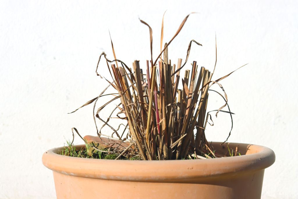 miscanthus Graeser Rueckschnitt Fruehjahr Chinaschilf im Topf nach dem Schnitt im Frühling