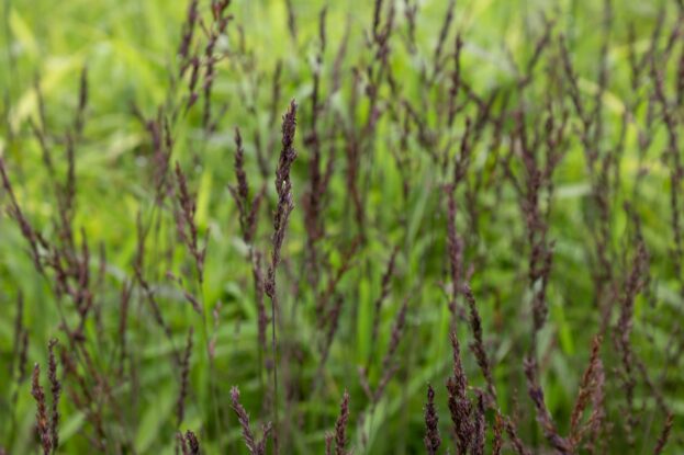 Molinia caerulea 'Edith Dudszus', Pfeifengras