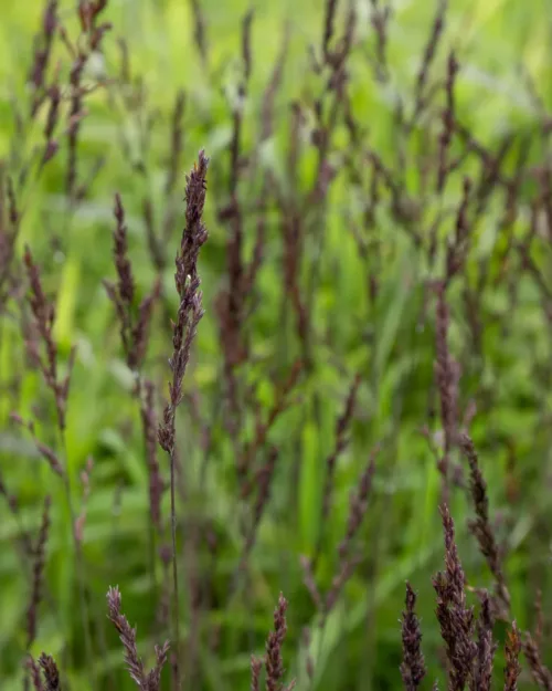 Molinia caerulea 'Edith Dudszus', Pfeifengras