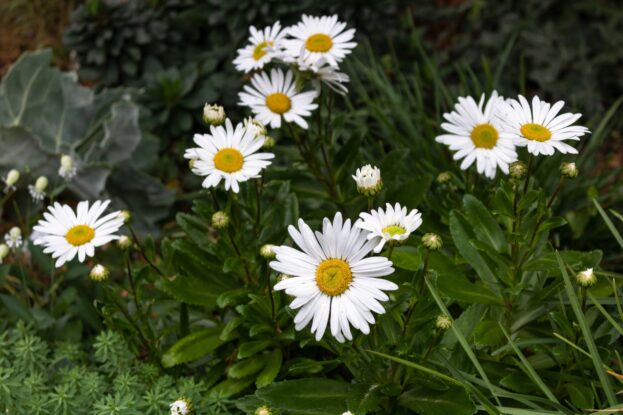 Nipponanthemum japonicum, Japanische-Strauchmargerite