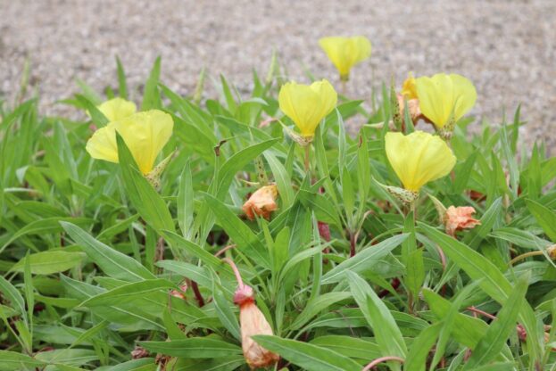 Oenothera macrocarpa - Missouri-Nachtkerze