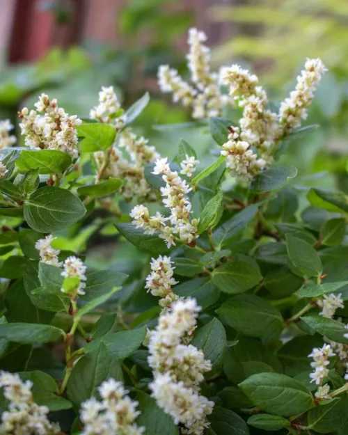 Aconogonon tortuosum var. glabrifolium ‘Kahil, Polster-Knöterich