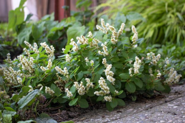 Aconogonon tortuosum var. glabrifolium ‘Kahil, Polster-Knöterich