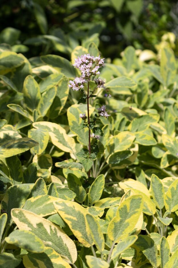 Salvia officinalis 'Icterina', Echter Salbei, Küchensalbe