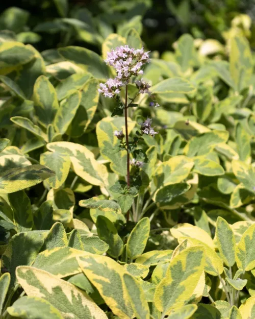 Salvia officinalis 'Icterina', Echter Salbei, Küchensalbe