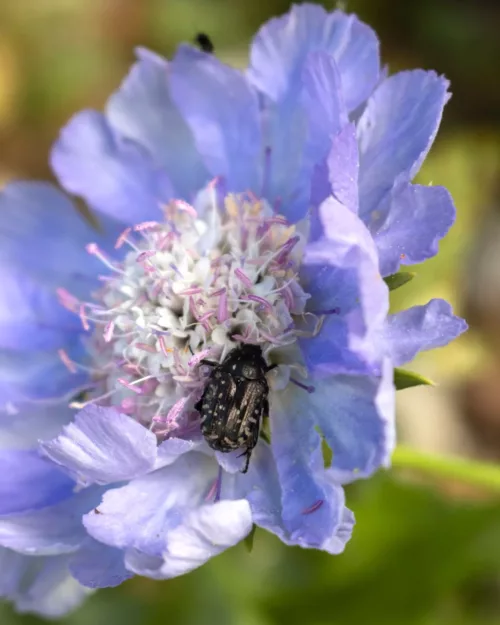 Scabiosa caucasica, Riesen-Wittwenblume