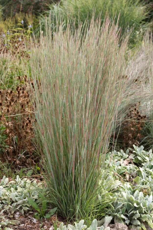 schizachyrium scoparium 2 jpg webp