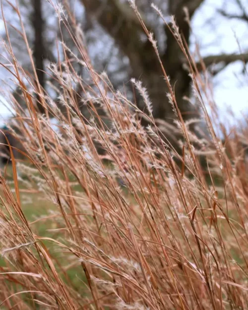 Schizachyrium scoparium, Präriegras