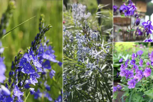 Pflanz-Thema | Blauer Frühsommer-Traum