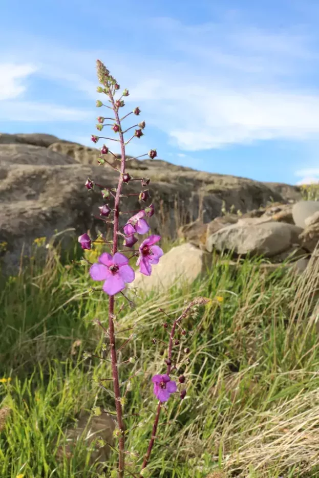 Verbascum phoeniceum, Purpur-Königskerze