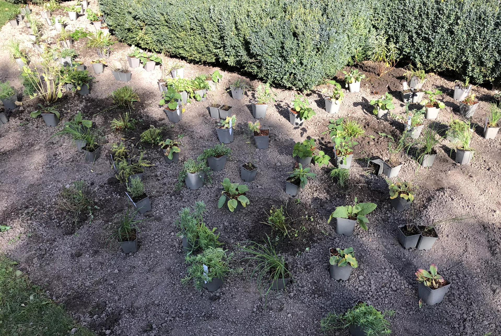 verteilen dann pflanzen Auf dem Beet verteilte Stauden vor der Pflanzung